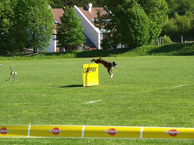 www.atibox.net * www.euroboxer.eu * www.boxergenealogia.eu